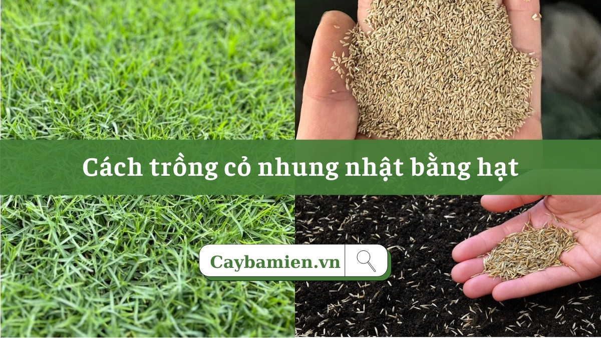 Cách gieo trồng cỏ nhung nhật bằng hạt