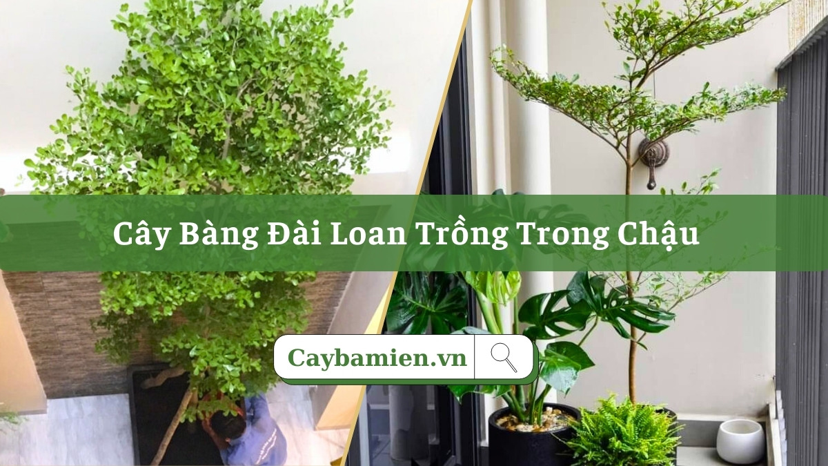 Cây Bàng Đài Loan trồng trong nhà nên chọn những cây kích thước nhỏ
