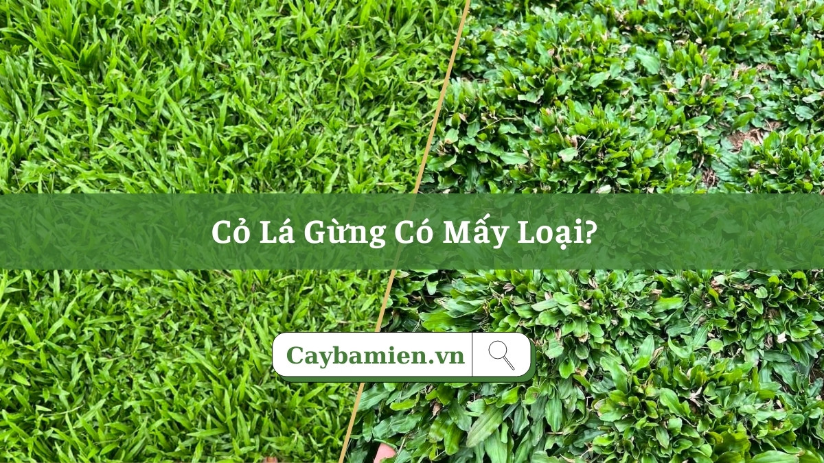 Cỏ lá gừng có mấy loại và hướng dẫn cách phân biệt thực tế
