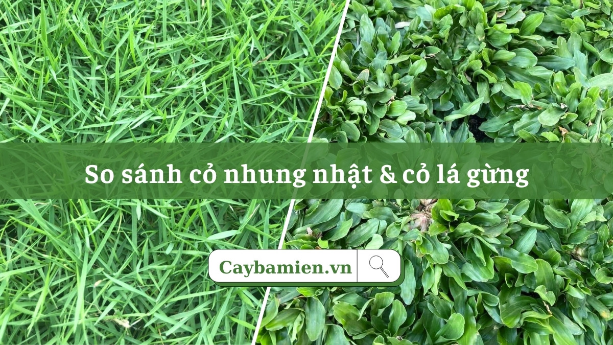 So sánh cỏ nhung nhật và cỏ lá gừng trồng sân vườn biệt thự