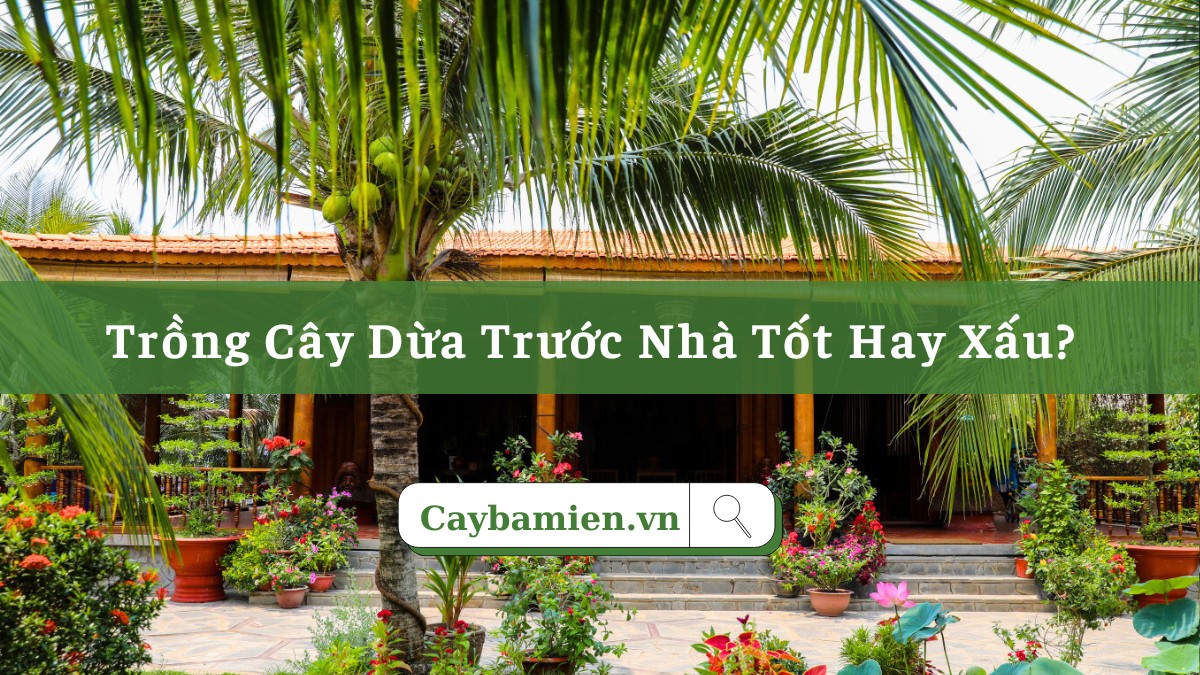 Trồng cây dừa trước nhà vừa có bóng mát, cảnh quan đẹp vừa mang đến phong thủy tốt