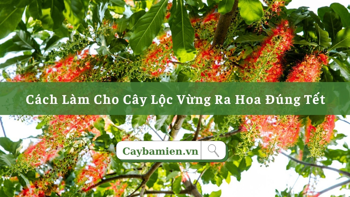 Hướng dẫn chi tiết cách cho cây lộc vừng ra hoa đúng Tết