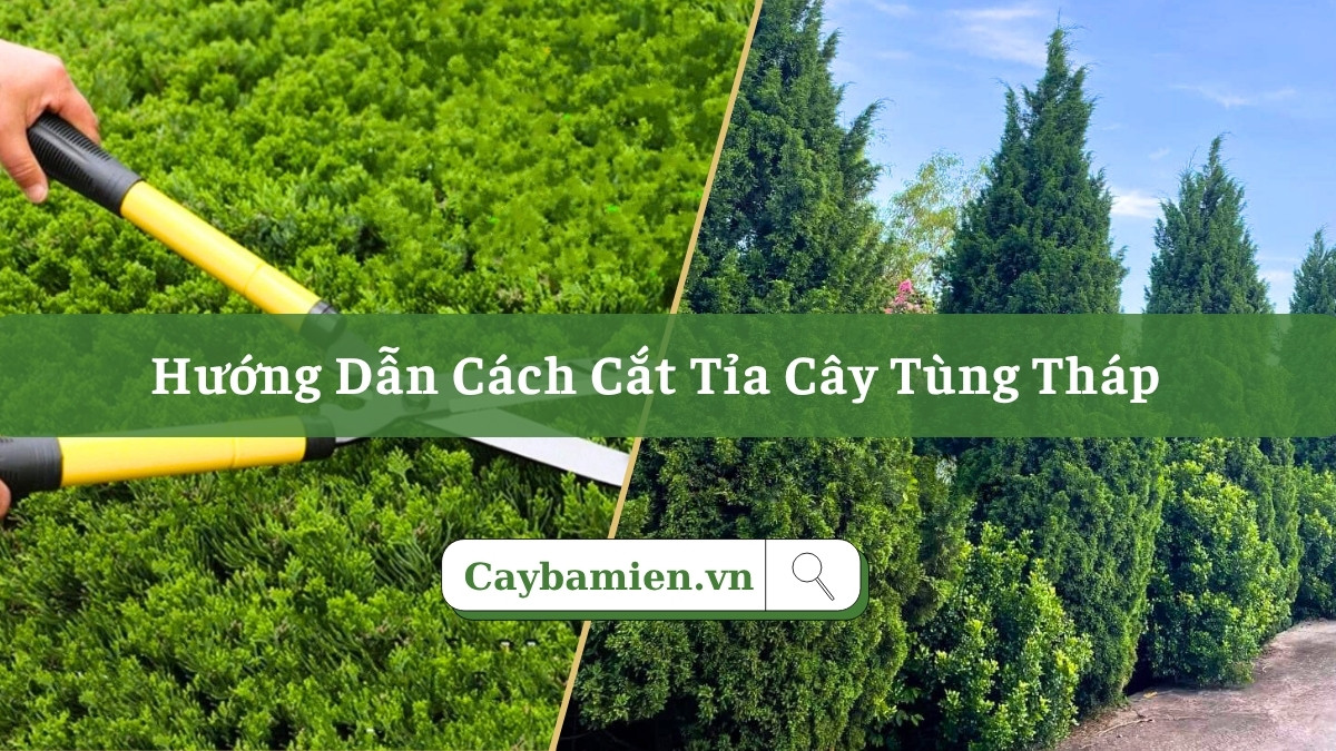 Cách cắt tỉa cây Tùng Tháp cảnh chuẩn kỹ thuật