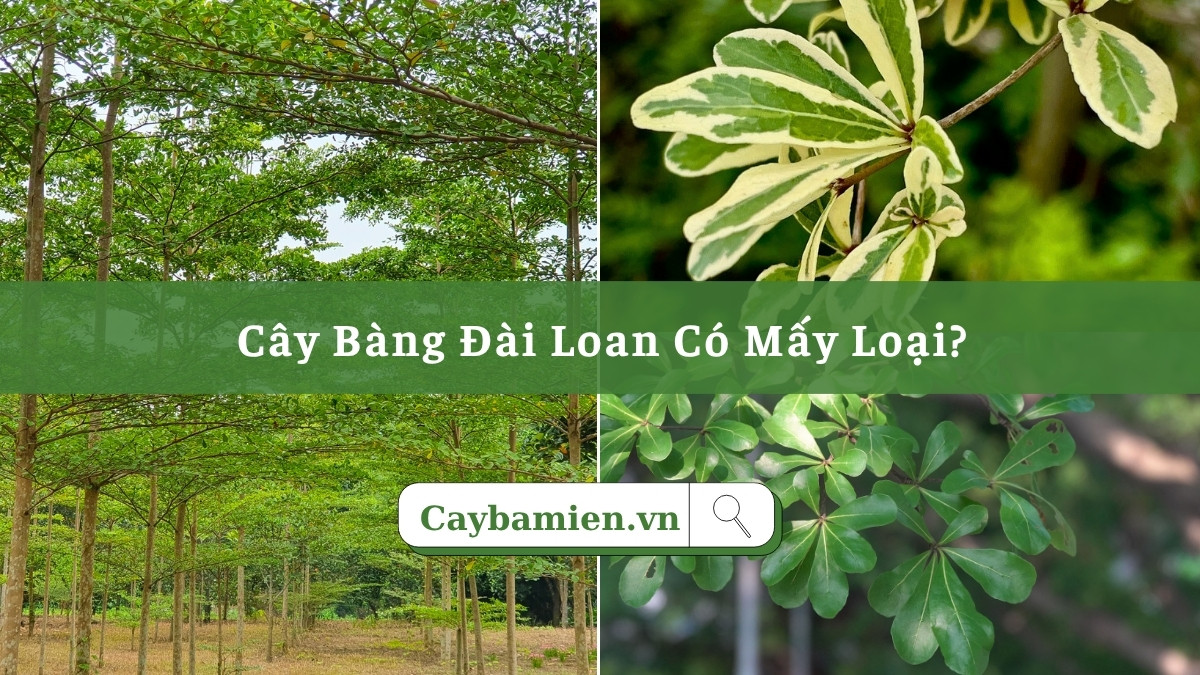 Cây Bàng Đài Loan có mấy loại, cách phân loại qua hình ảnh