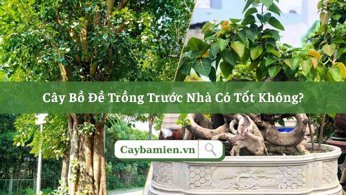 Tìm hiểu cây bồ đề trồng trước nhà có tốt không từ giá trị thực tiễn và phong thủy