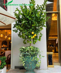 Chậu cây cảnh chanh vàng Mỹ siêu đẹp