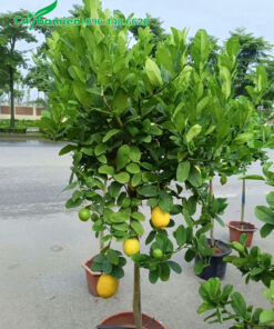 Cây chanh mỹ quả vàng chiều một thân đẹp