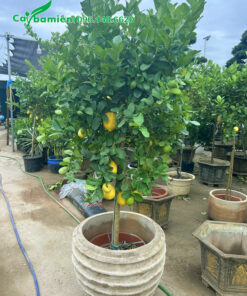 Trồng cây chanh mỹ quả vàng trong chậu cảnh