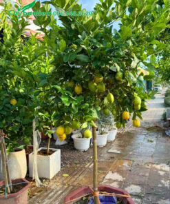 Cây chanh vàng mỹ đẹp, thoát thân cao 70 - 80cm