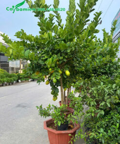 Chanh vàng mỹ thoát thân gần 1m