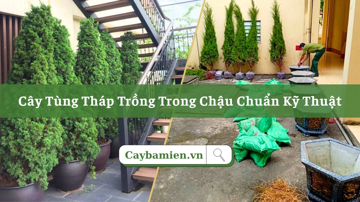 Cây Tùng Tháp trồng chậu đẹp, dùng để trang trí sân vườn, nhà hàng