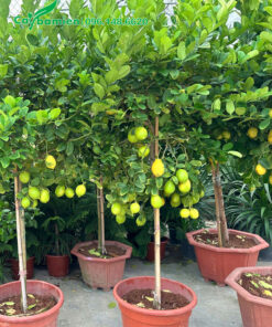 Cây trồng trong chậu nhựa, chiều cao 1.5m và thoát thân 60 - 70cm