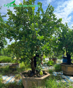 Chậu cây chanh vàng mỹ cổ thụ cao gần 3m