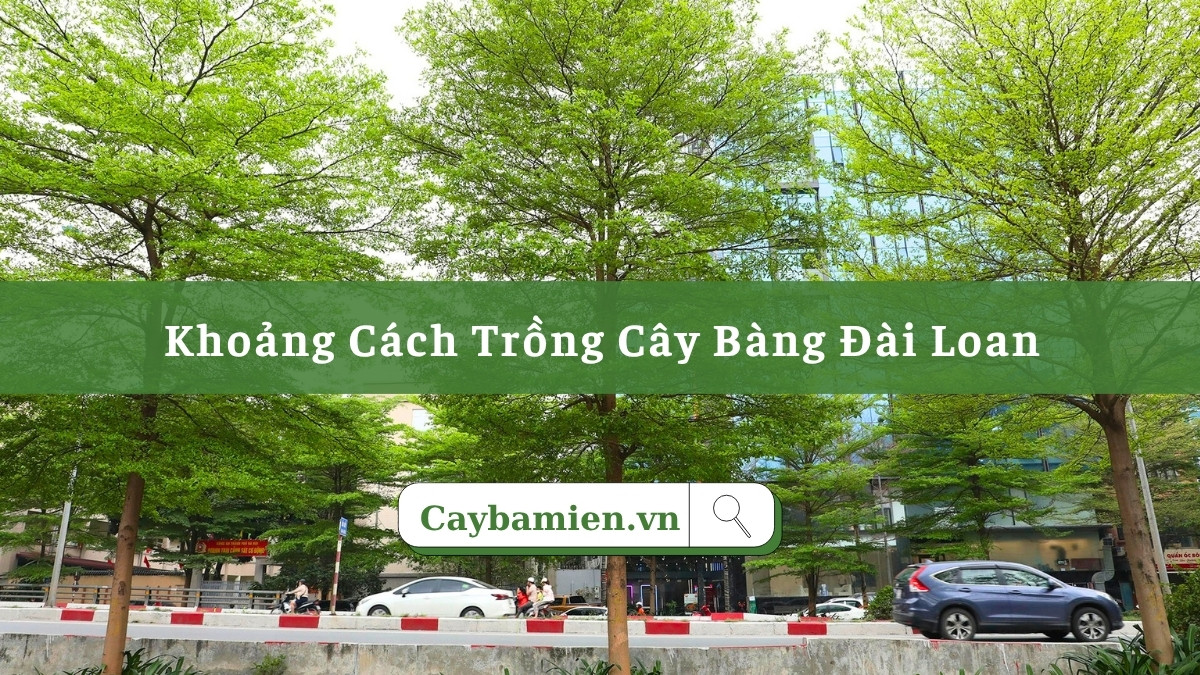 Khoảng cách trồng cây bàng đài loan phù hợp với từng công trình