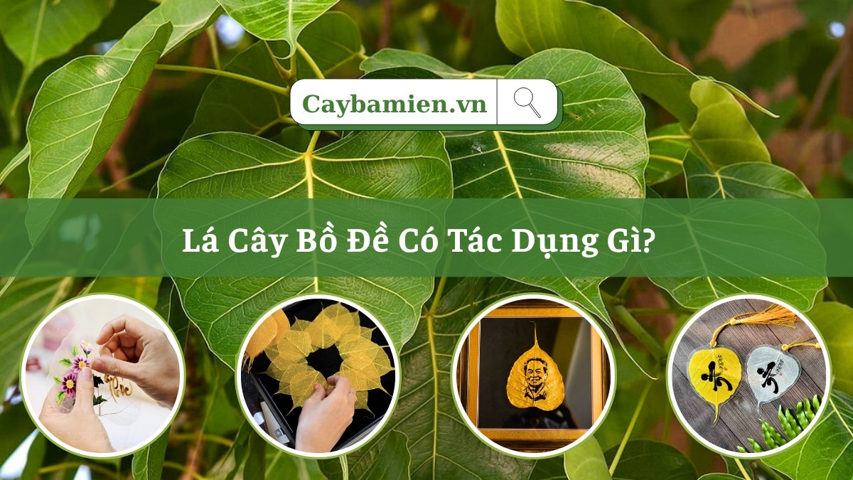 Lá cây bồ đề có tác dụng gì? Khám phá những giá trị về mặt phong thủy, y học, nghệ thuật và kinh tế