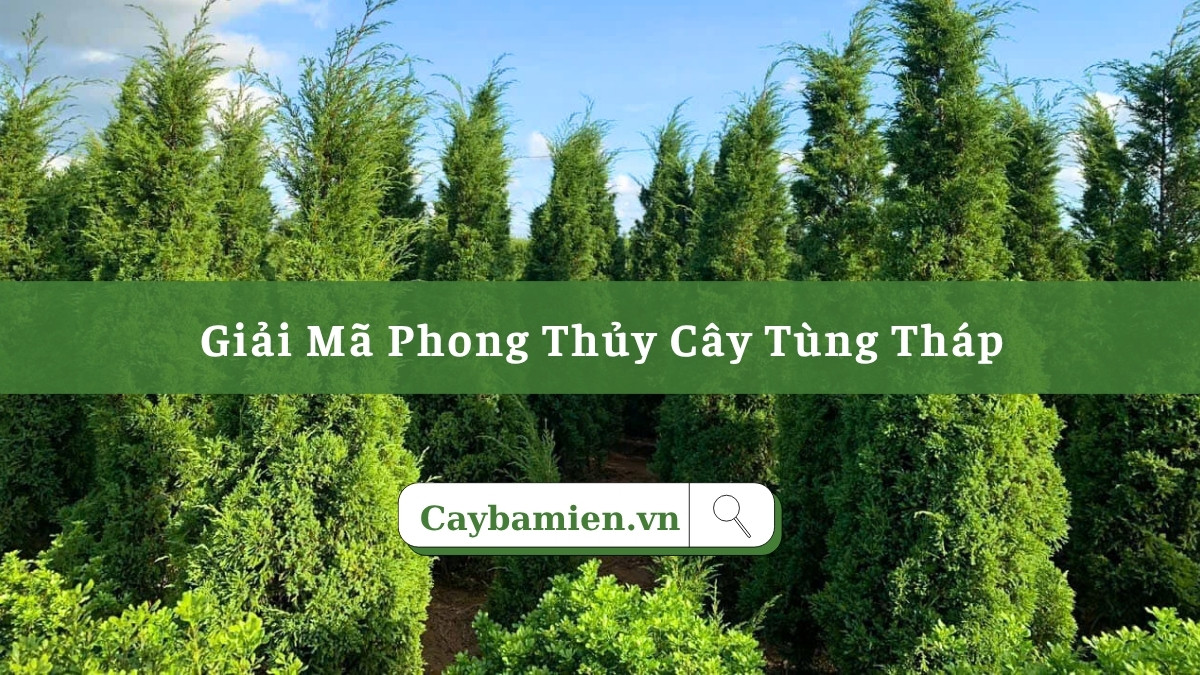 Tìm hiểu tất tần tật về phong thủy cây Tùng Tháp trước cổng nhà