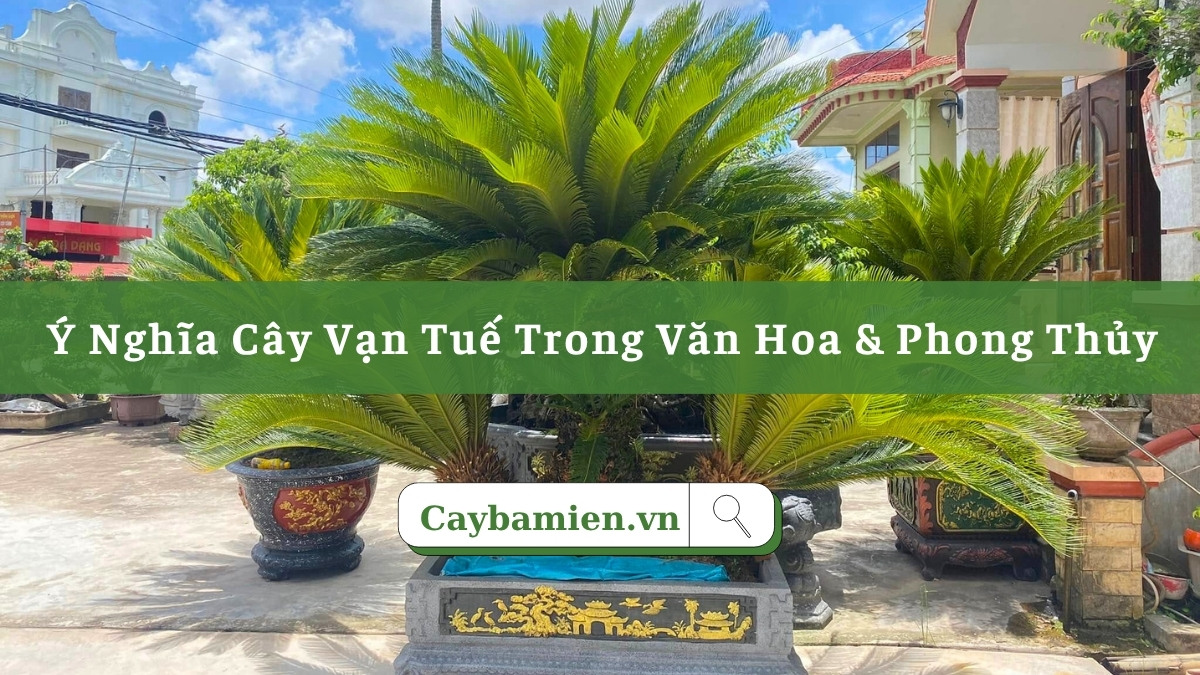 Khám phá ý nghĩa cây vạn tuế trong văn hóa và phong thủy