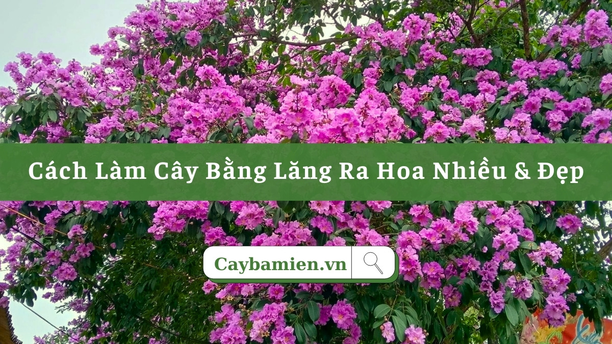 Cách làm cây bằng lăng ra hoa nhiều, đẹp và đúng vụ