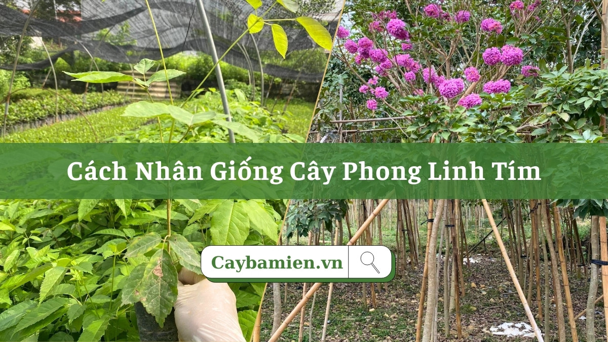 Hướng dẫn cách sản xuất cây giống phong linh tím công trình