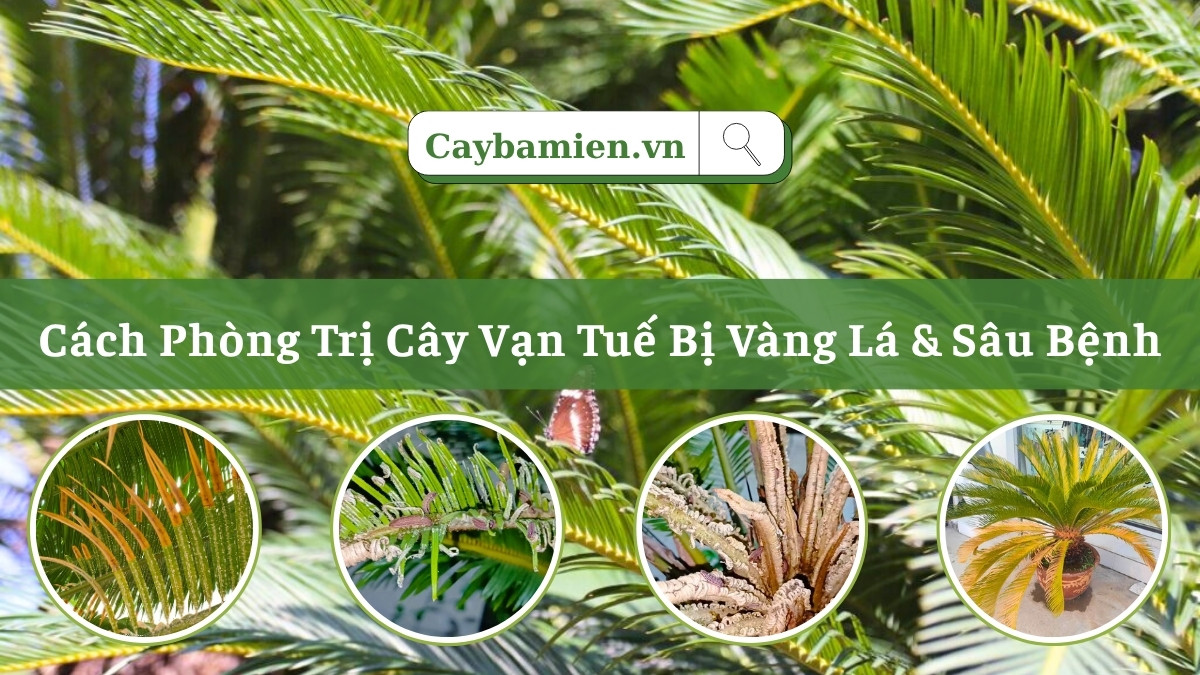 Cây Vạn Tuế bị vàng lá và sâu bệnh hại tấn công