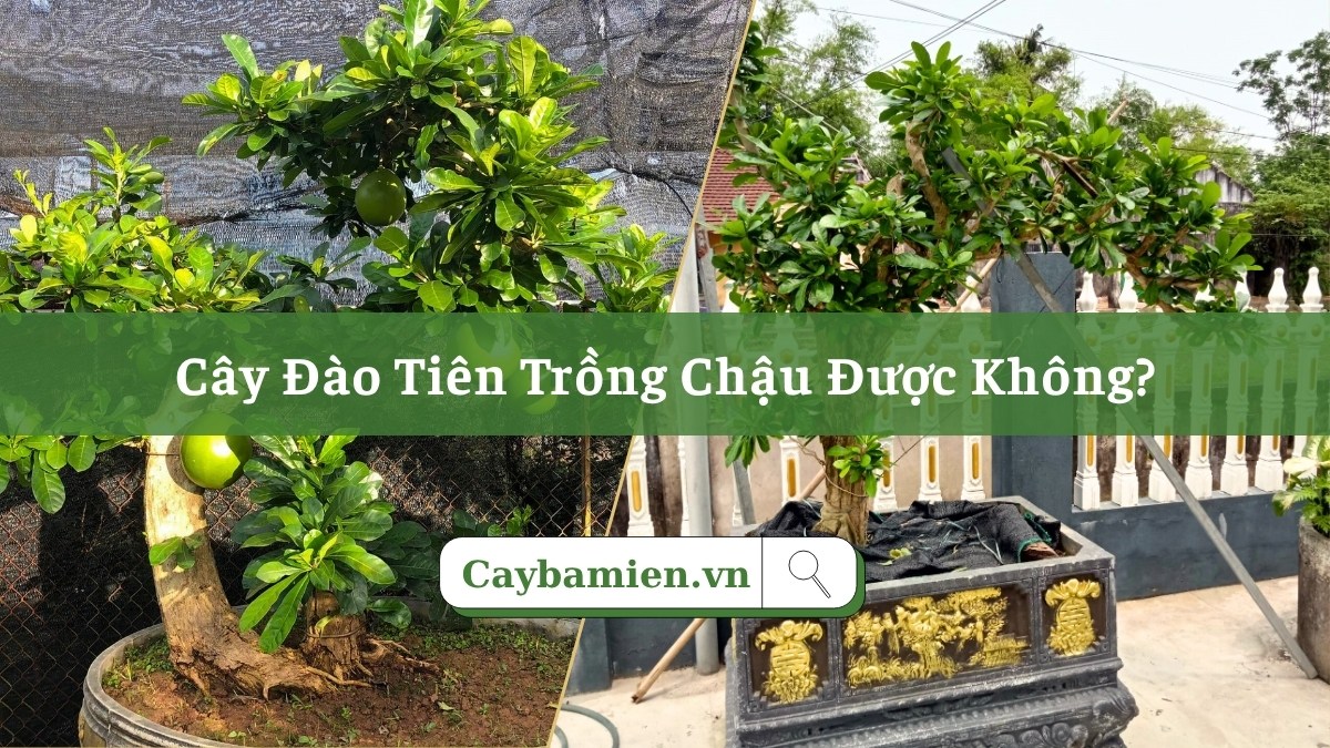 Cây Đào Tiên trồng chậu cảnh đẹp, tạo dáng bonsai độc đáo