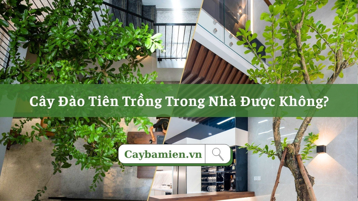 Cây Đào Tiên trồng trong nhà có tốt không?