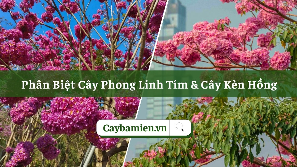 Cây phong linh tím và cây kèn hồng công trình khác nhau ở những điểm này