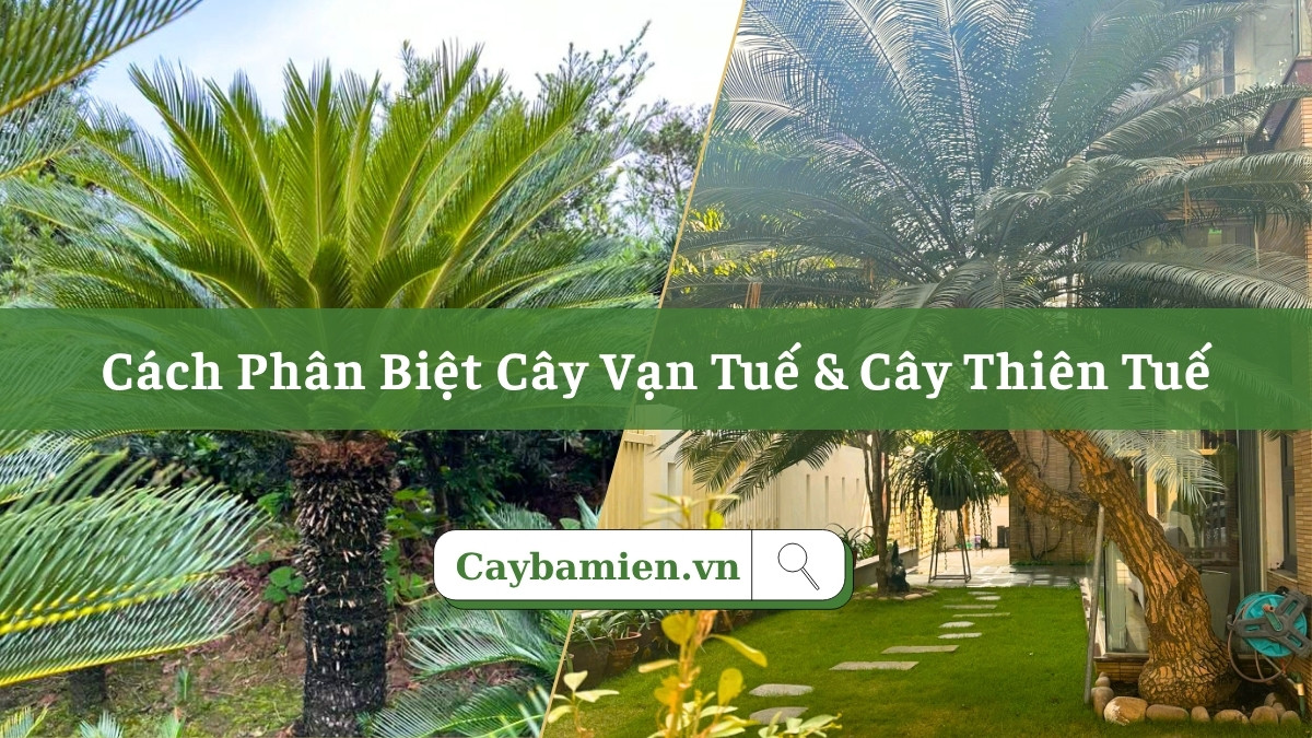 Các chuyên gia cây cảnh chia sẻ cách phân biệt cây vạn tuế và cây thiên tuế