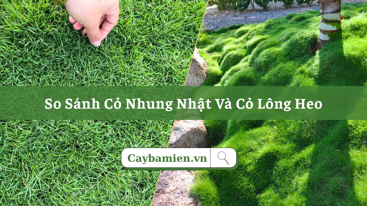 Cỏ nhung nhật và cỏ lông heo: So sánh và ứng dụng trong thiết kế sân vườn