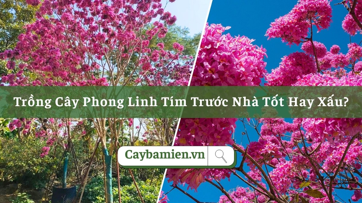 Trồng cây phong linh tím trước nhà tăng thẩm mỹ cho mặt tiền, thu hút tài lộc, vượng khí