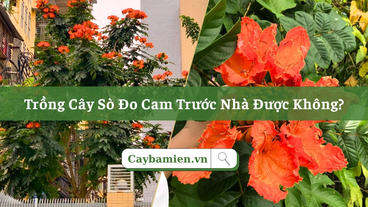 Trồng cây Sò Đo Cam trước nhà tạo điểm nhấn cảnh quan và lấy bóng mát