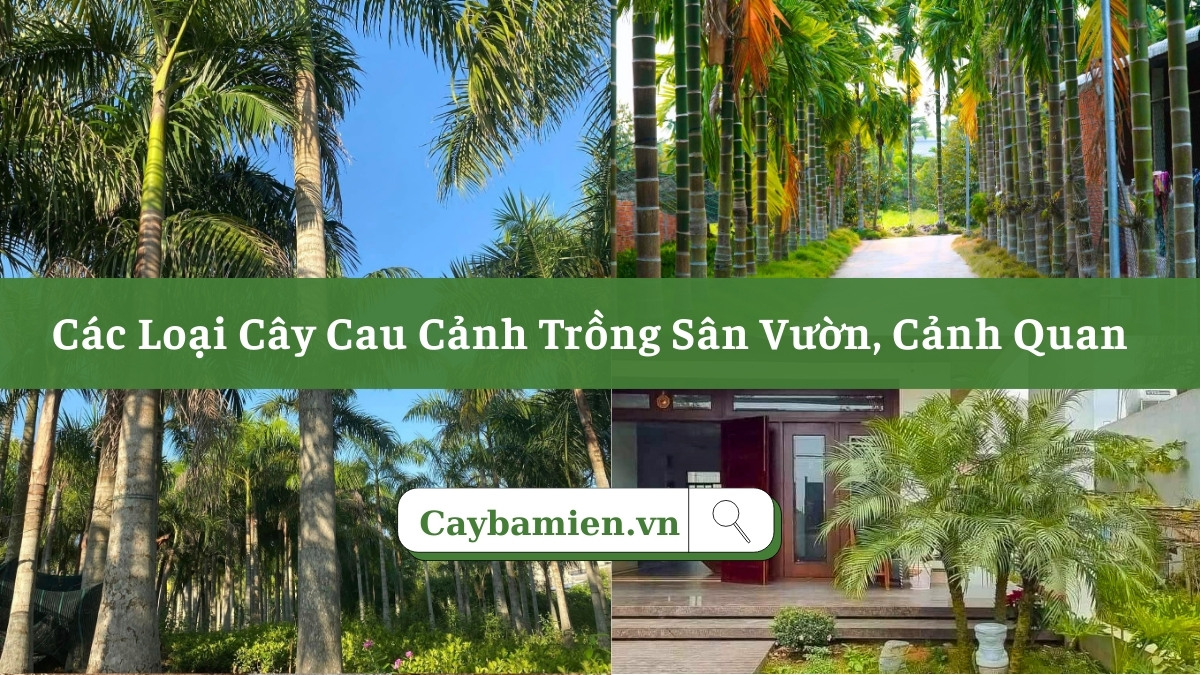 Các loại cây cau cảnh đẹp trồng sân vườn, cảnh quan công trình