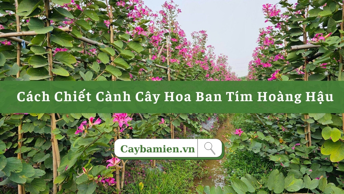 Cách chiết cành cây hoa ban tím từ đội ngũ kỹ thuật Cây Ba Miền