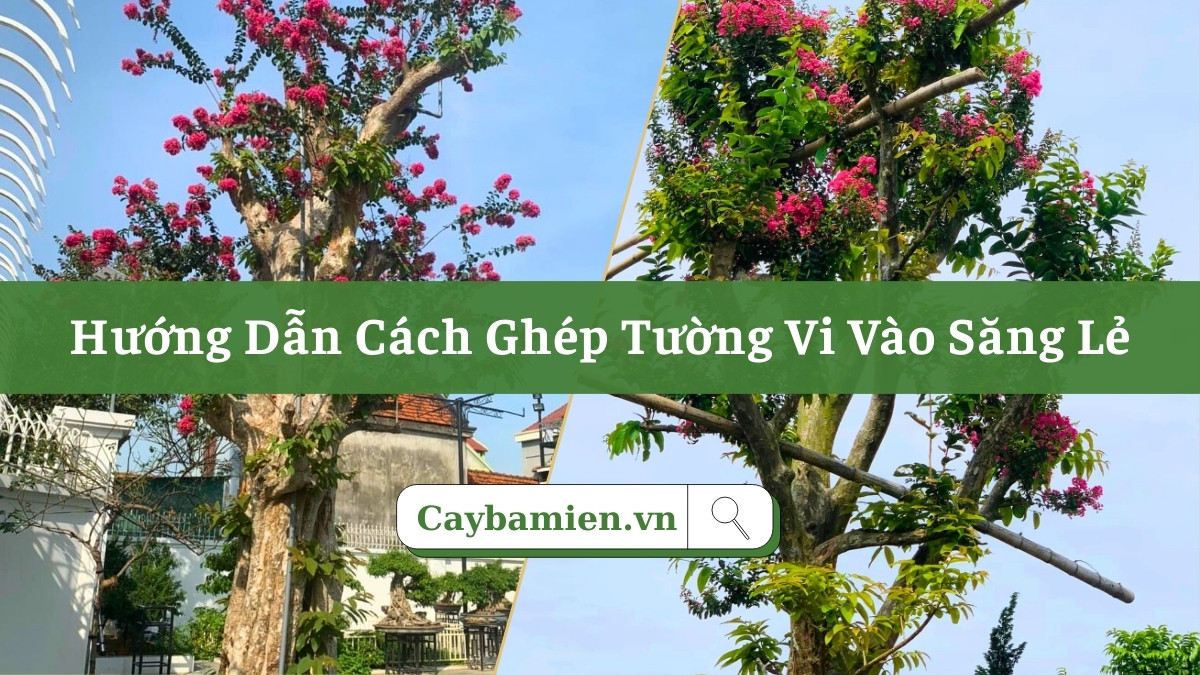 Cây săng lẻ ghép tường vi hồng, cây cổ thụ chiều cao 5 - 6m