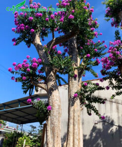 Bằng lăng lá nhỏ ghép trên thân cây săng lẻ