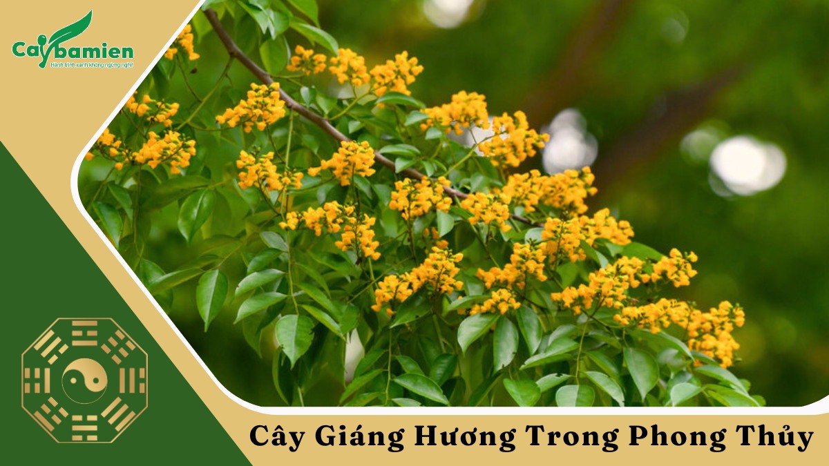 Cây giáng hương trong phong thủy mang đến ý nghĩa tốt lành, may mắn
