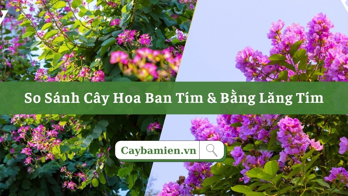 Phân tích và so sánh cây hoa ban tím và bằng lăng tím trồng công trình, gợi ý ứng dụng phù hợp