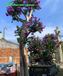 Săng lẻ ghép bằng lăng trồng đất và trồng chậu