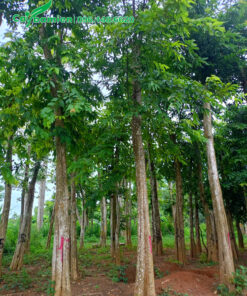 Vườn dưỡng ủ hàng trăm cây săng lẻ lâu năm, chiều cao 8m