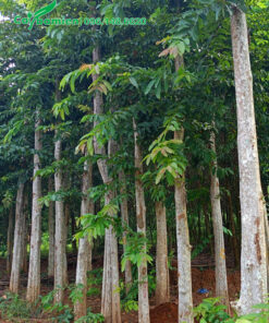 Bằng lăng rừng cao 6m