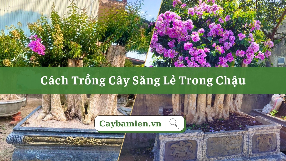 Trồng cây săng lẻ trong chậu cảnh lớn, chiều cao cây khoảng 1m
