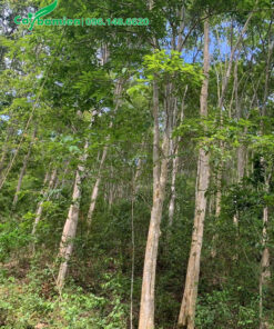 Rừng cây săng lẻ lâu năm, đường kính gốc 35 - 40cm
