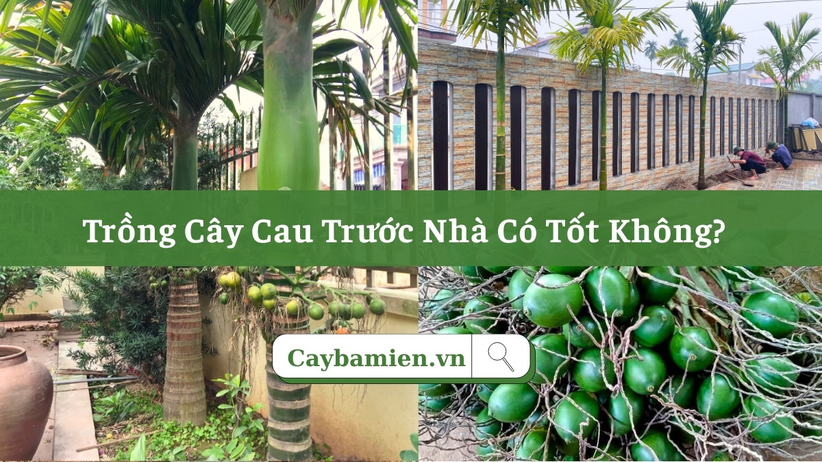 Trồng cây cau trước nhà để thu hút vượng khí và tài lộc