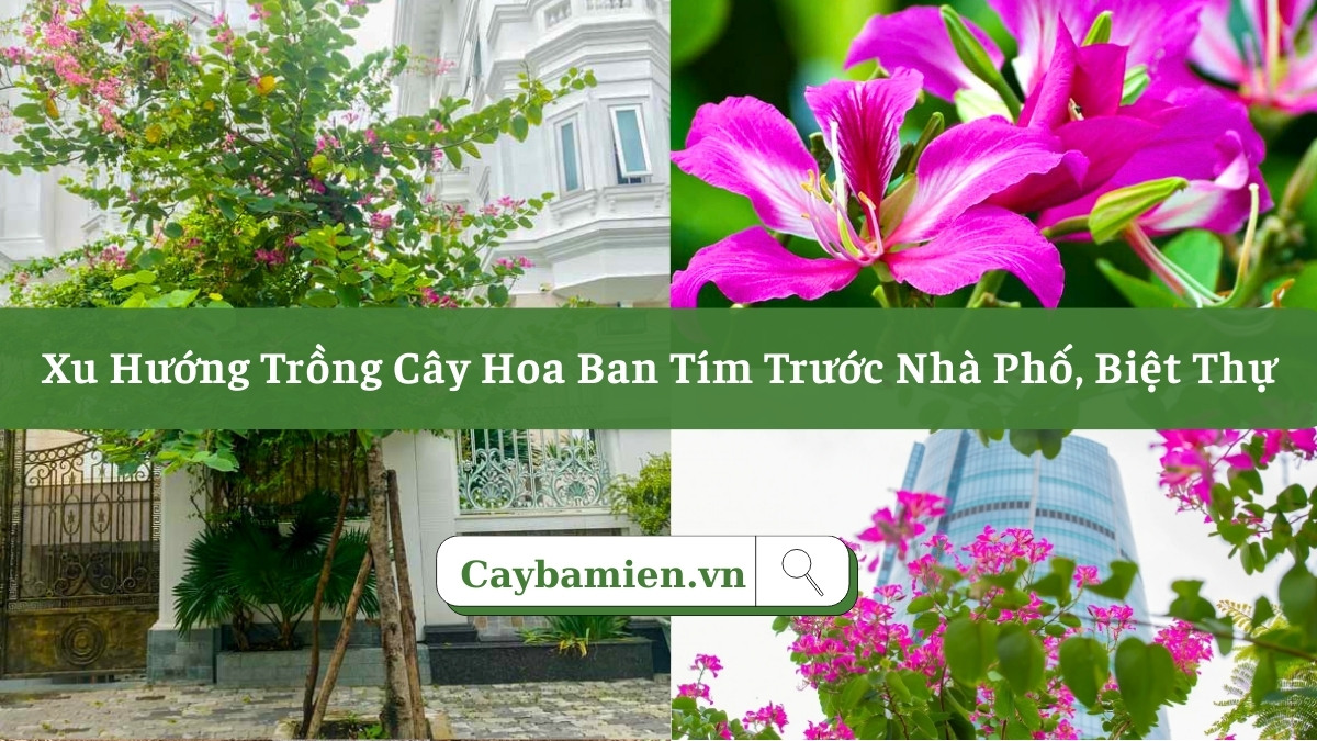 Trồng cây hoa ban tím trước nhà biệt thự cao cấp tạo điểm nhấn sang trọng và ấn tượng